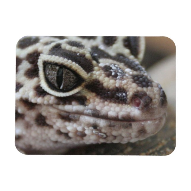 Ímã Leopardo Gecko Olhos Boca Fechados (Horizontal)