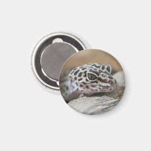 Imã Leopardo Gecko Olhos de Boca Fechados