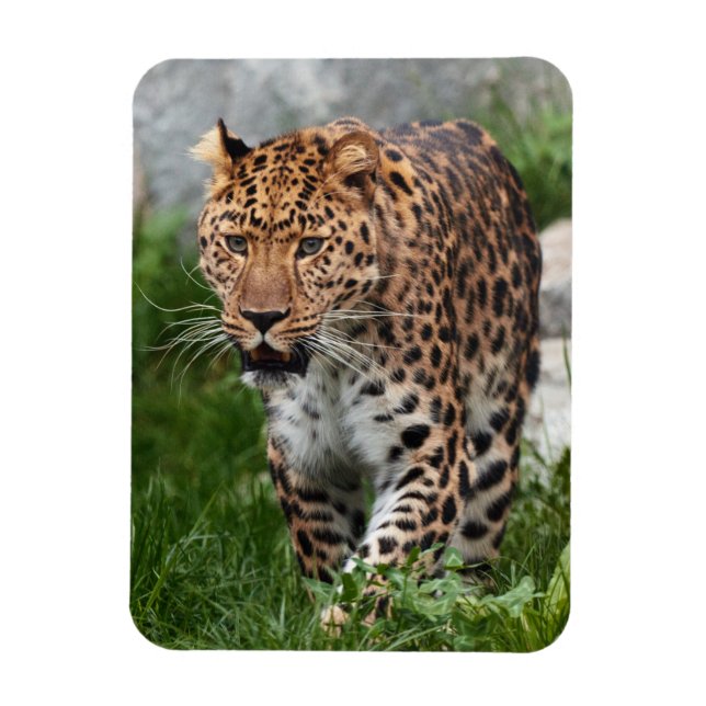 Ímã Leopardo Magnet (Vertical)