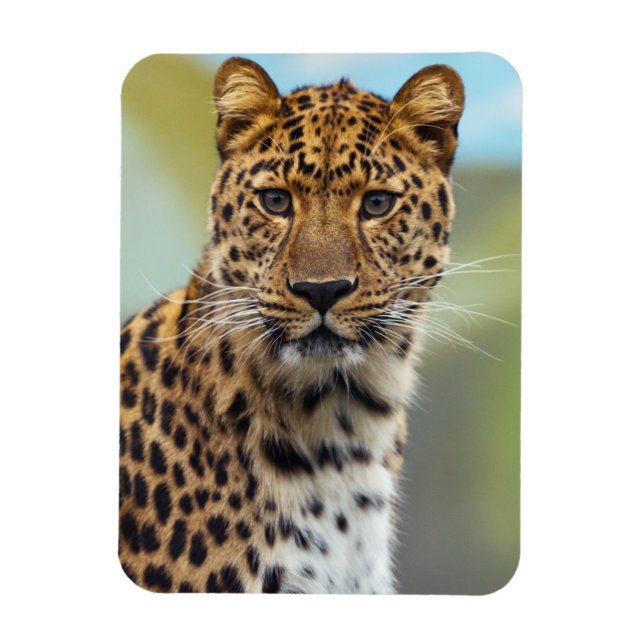 Ímã Leopardo Magnet (Vertical)
