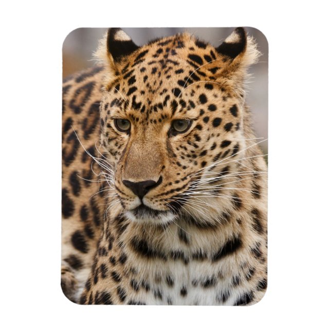 Ímã Leopardo Magnet (Vertical)