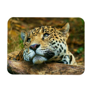 Ímã Leopardo Magnet