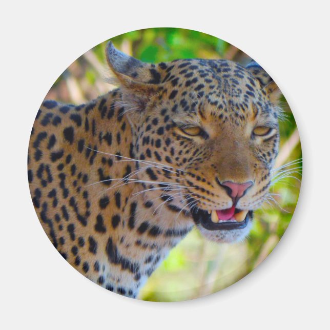 Imã Leopardo Manchado (Frente)