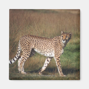 Imã Leopardo na planície