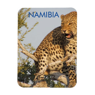 Ímã Leopardo, Namíbia Magnet
