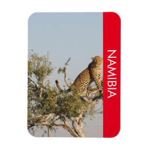 Ímã Leopardo, Namíbia Magnet