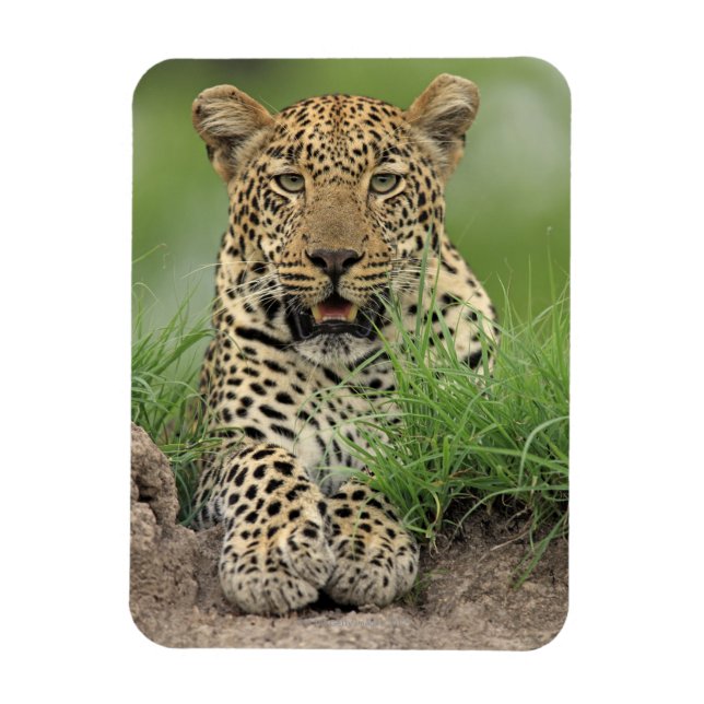 Ímã Leopardo, Panthera pardus, Jogo Sabi Sabi (Vertical)