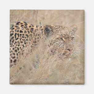 Imã Leopardo Prowling que esconde na pastagem