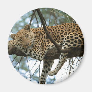 Imã Leopardo que descansa na árvore