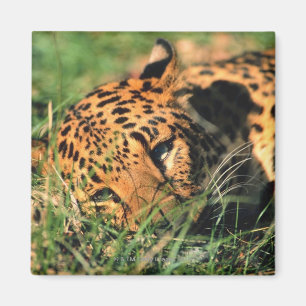 Imã Leopardo que descansa na grama