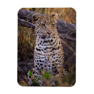 Ímã Leopardo sentado, Botsuana, África