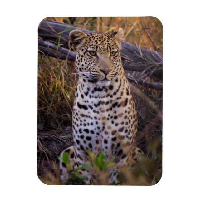 Ímã Leopardo sentado, Botsuana, África (Vertical)