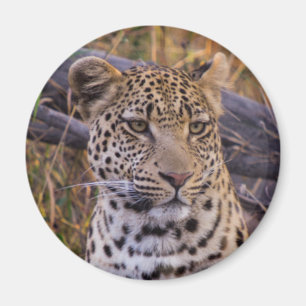 Imã Leopardo sentado, Botsuana, África