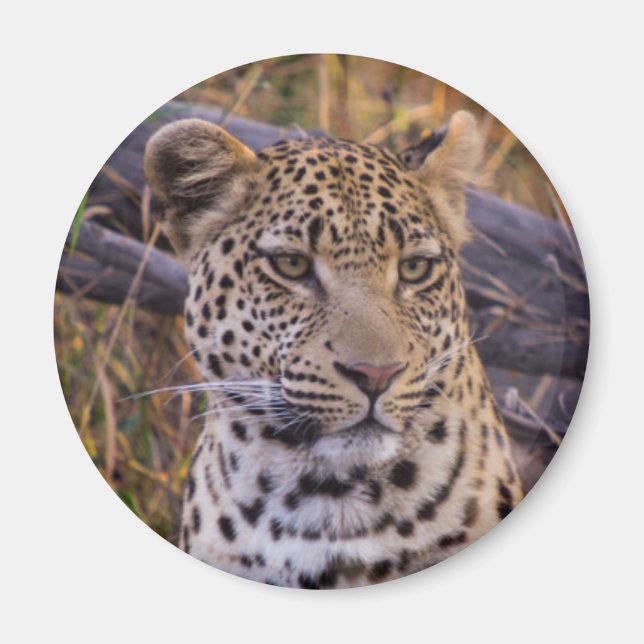 Imã Leopardo sentado, Botsuana, África (Frente)
