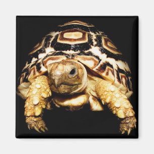 Imã Leopardo Tortoise