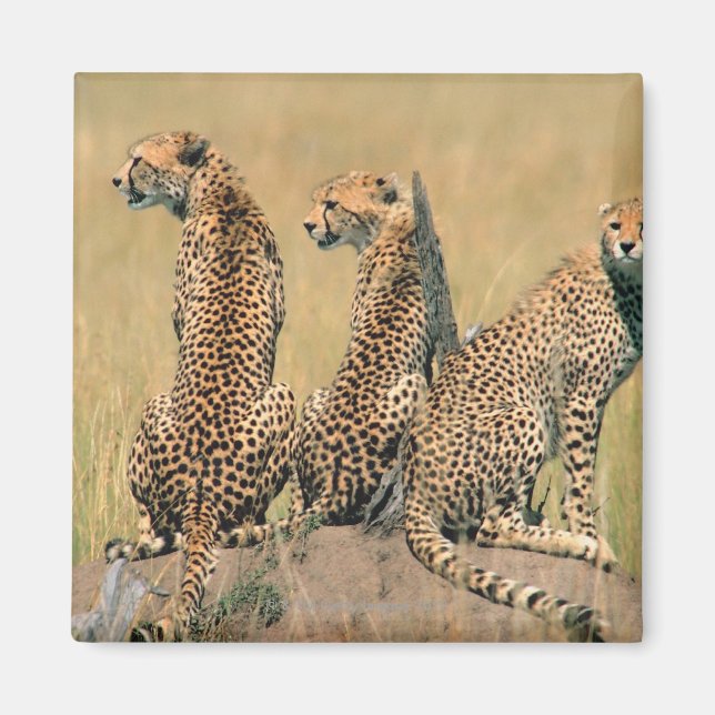 Imã Leopardos olhando para longe (Frente)
