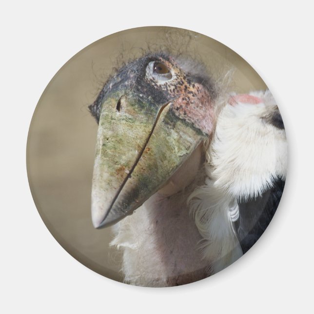 Imã Leptoptilos crumeniferus (Frente)