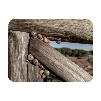 Ímã Lesmas de jardim brancas (Theba pisana) estivando