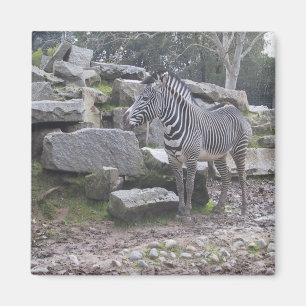 Imã Levantamento da zebra