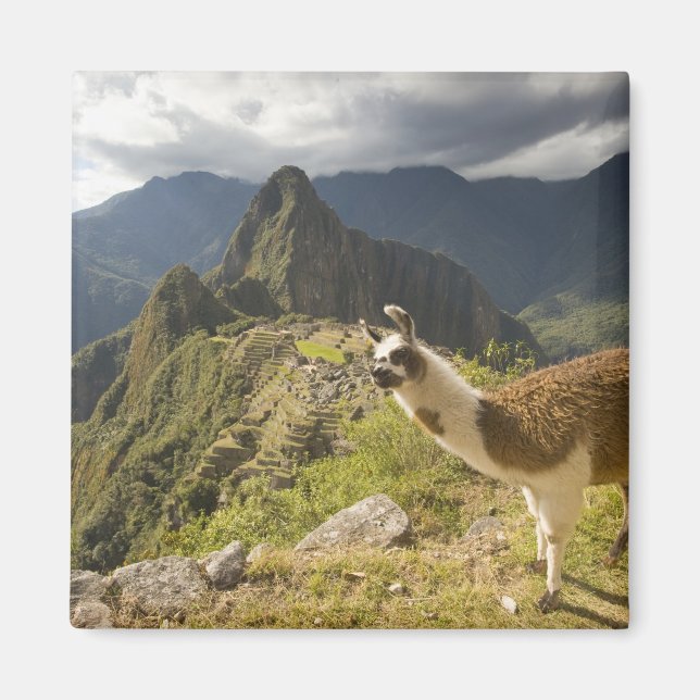 Imã Lhamas e uma vista geral de Machu Picchu, (Frente)