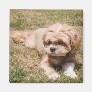 Imã Lhasa Apso cão