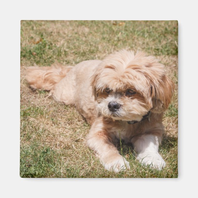 Imã Lhasa Apso cão (Frente)