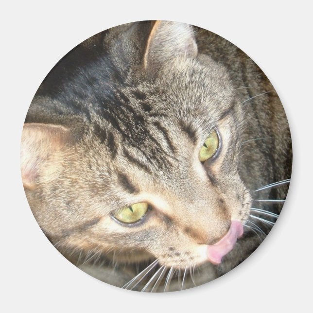 Imã Licky Paws (Frente)