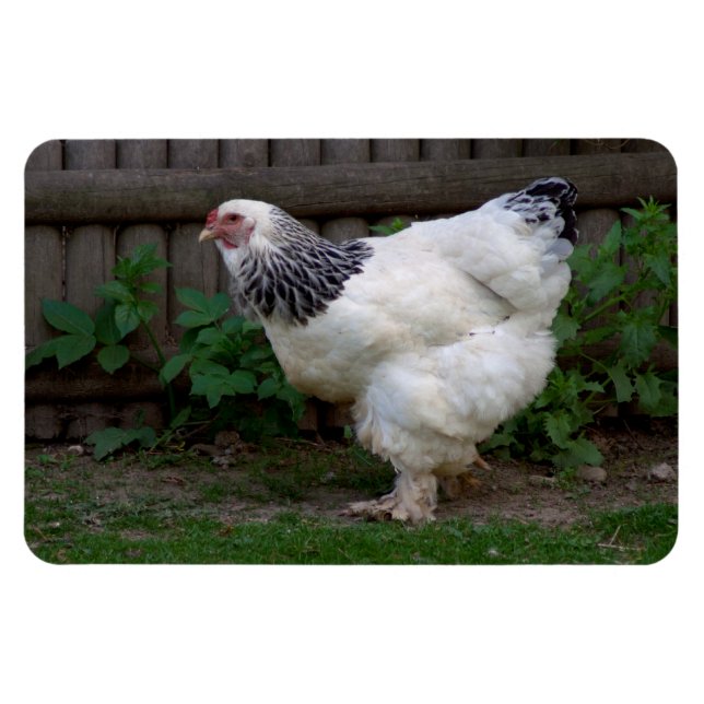 Ímã Light Brahma Hen (Horizontal)