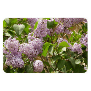 Ímã Lilac Bush Lindas Flores de primavera Roxas