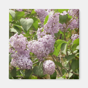 Imã Lilac Bush Lindas Flores de primavera Roxas