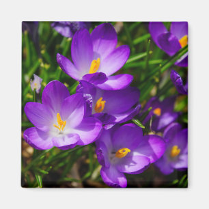 Imã Lilac Crocuses