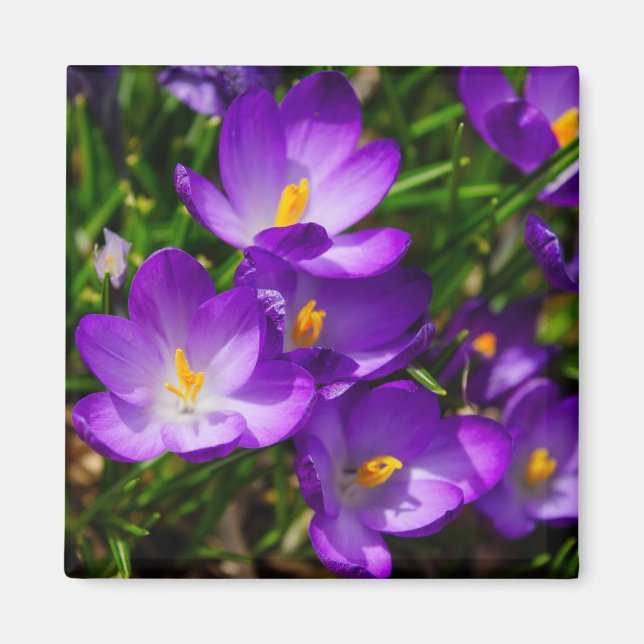 Imã Lilac Crocuses (Frente)