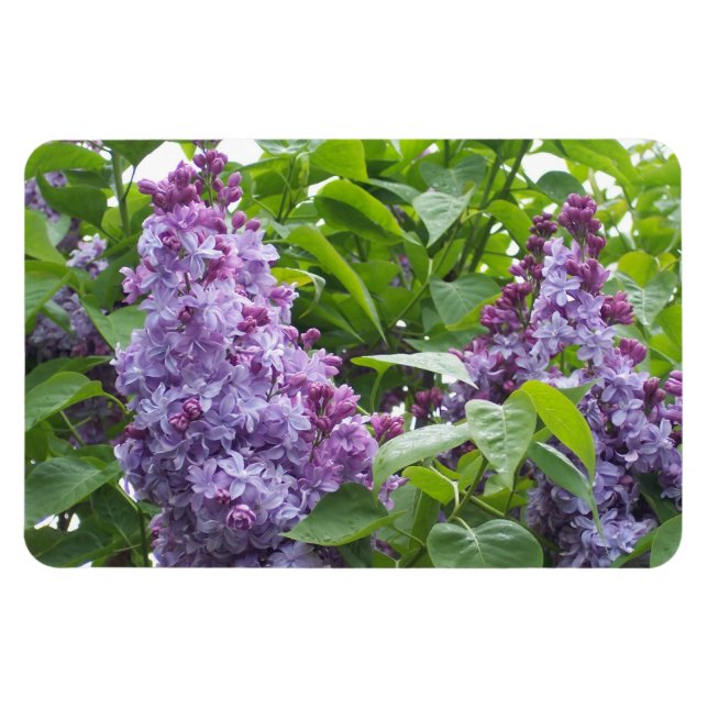 Ímã Lilacs Magnet (Horizontal)