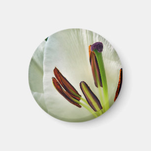 Imã Lilium Oriental White Magnet