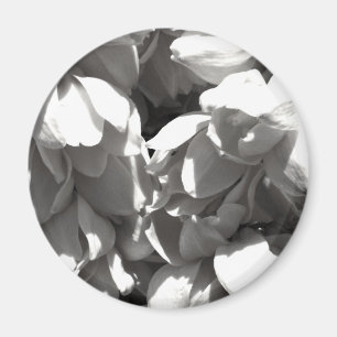 Imã lillies preto e branco da mandioca
