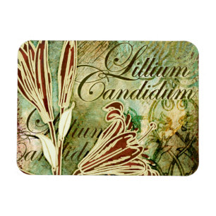 Ímã Lillium Candidum