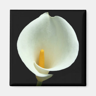 Imã Lilly Magnet