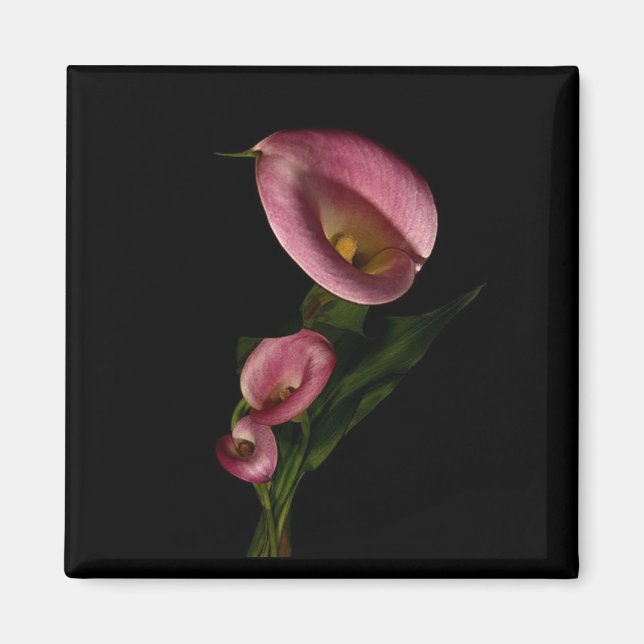 Imã Lilly Magnet (Frente)