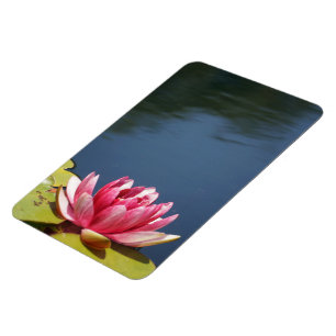 Ímã Lilly Pond Flowers