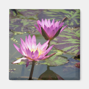 Imã Lillypad