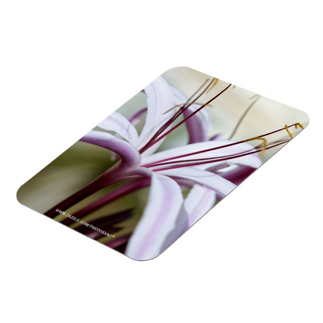 Ímã Lily (Left Side)