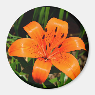 Imã Lily asiática laranja-vibrante