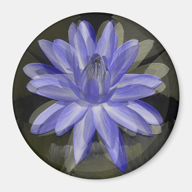 Imã Lily azul adorável..... (Frente)