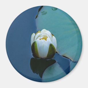 Imã Lily branca no lago, fotografia da natureza