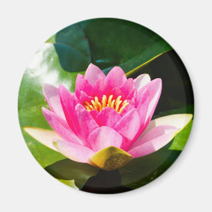 Imã Lily de água rosa com folhas verdes