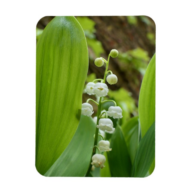 Ímã Lily do Vale (Vertical)