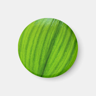 Imã Lily do Vale Magnet