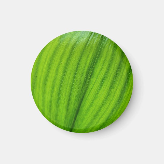 Imã Lily do Vale Magnet (Frente)