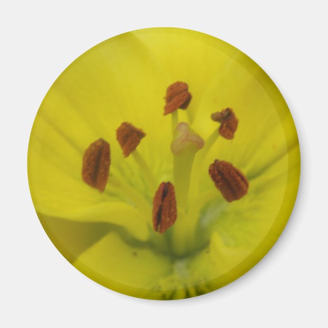 Imã Lily Floral Magnet Amarelo (Frente)