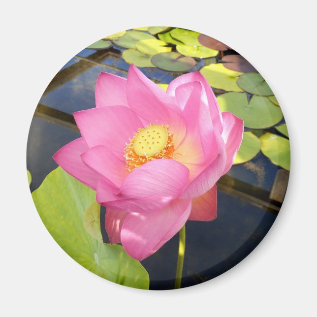 Imã Lily Magnet (Frente)